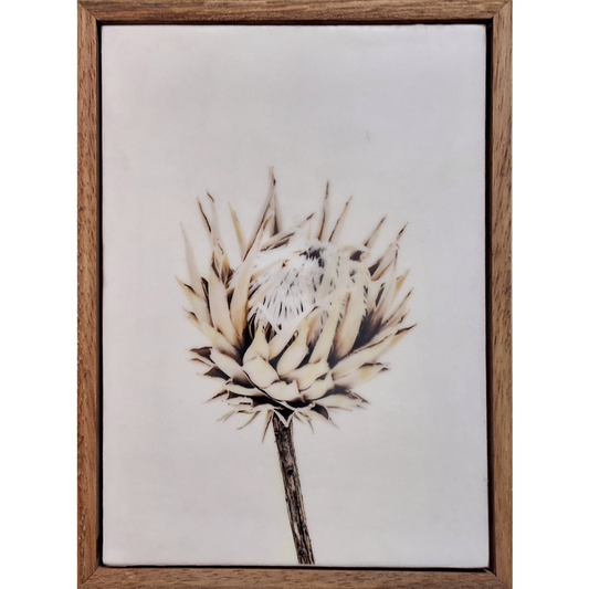 Gardens and Gifts Protea