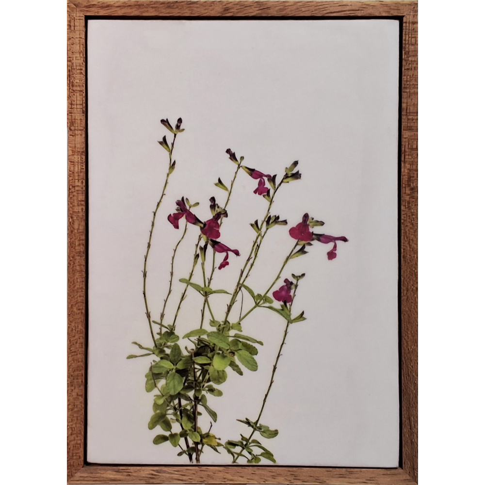 Gardens and Gifts Salvia 1
