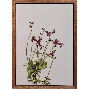 Gardens and Gifts Salvia 1