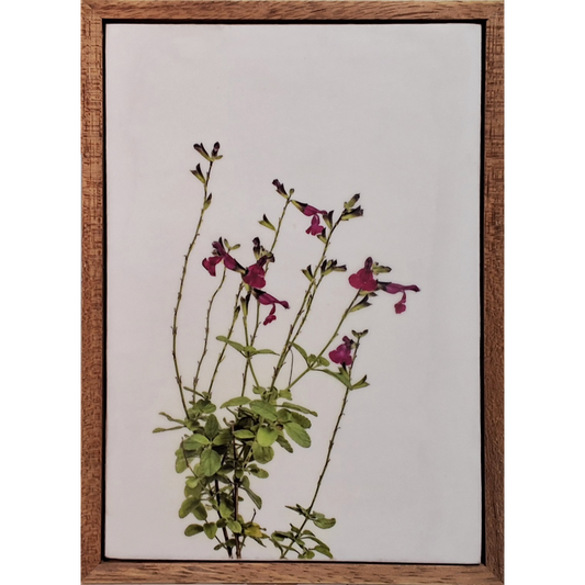 Gardens and Gifts Salvia 1