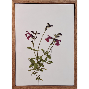 Gardens and Gifts Salvia 2