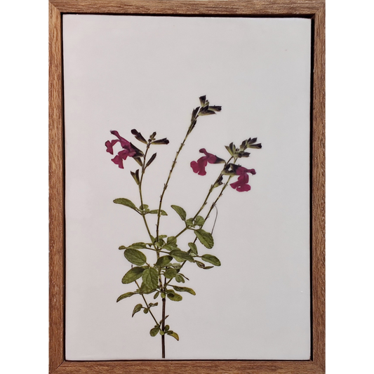 Gardens and Gifts Salvia 2