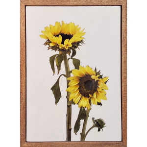 Gardens and Gifts Sunflower 1