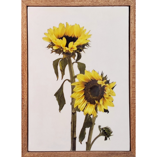 Gardens and Gifts Sunflower 1