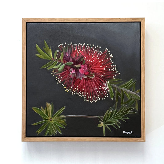 Scarlet Flame - Callistemon