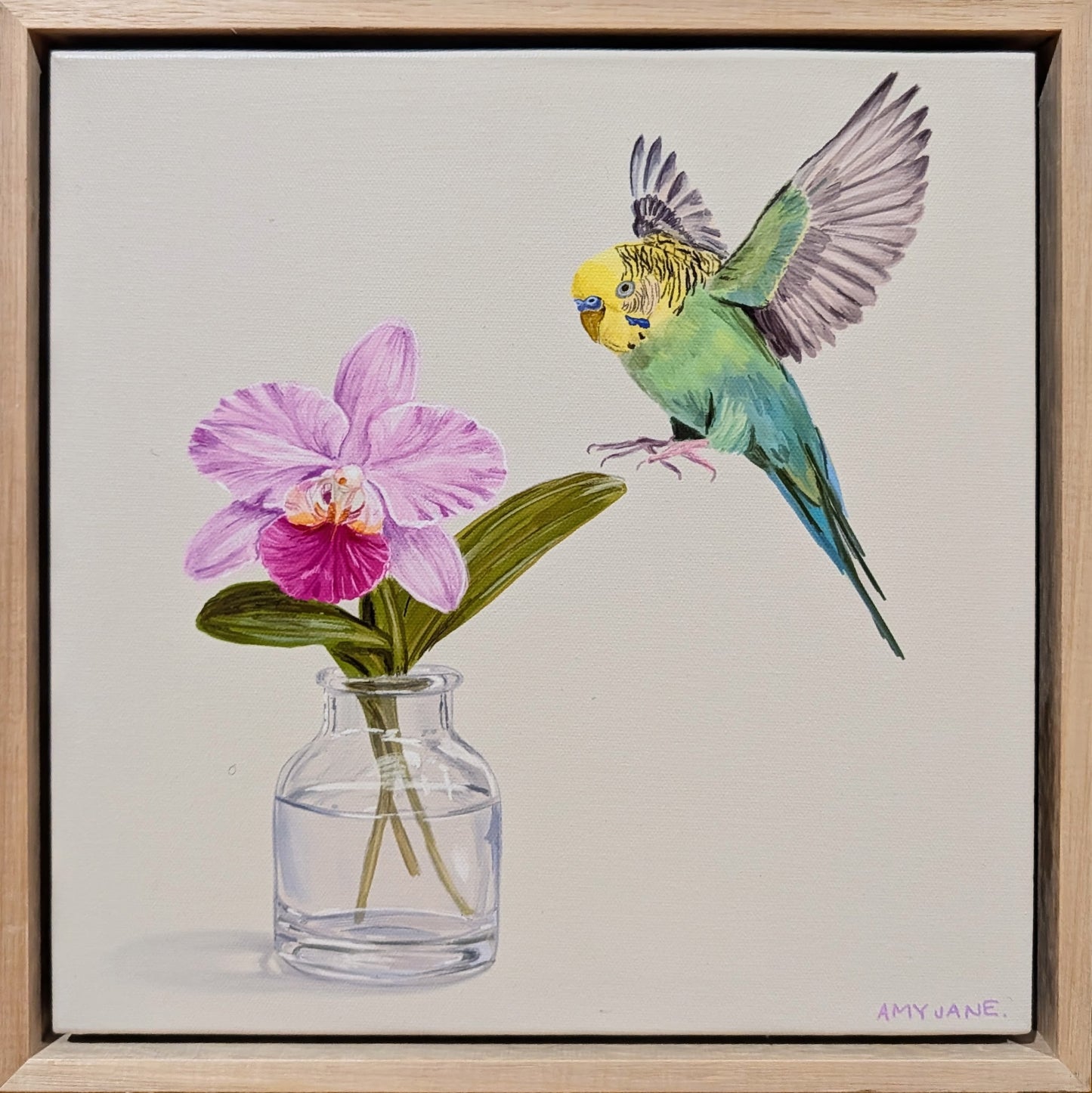 Orchid Budgie