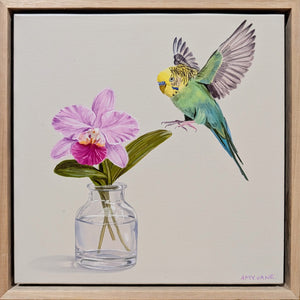 Orchid Budgie
