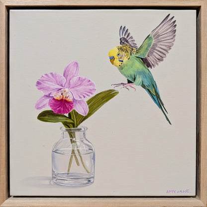 Orchid Budgie
