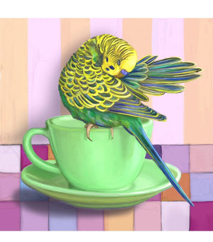 Budgie Washing Himself