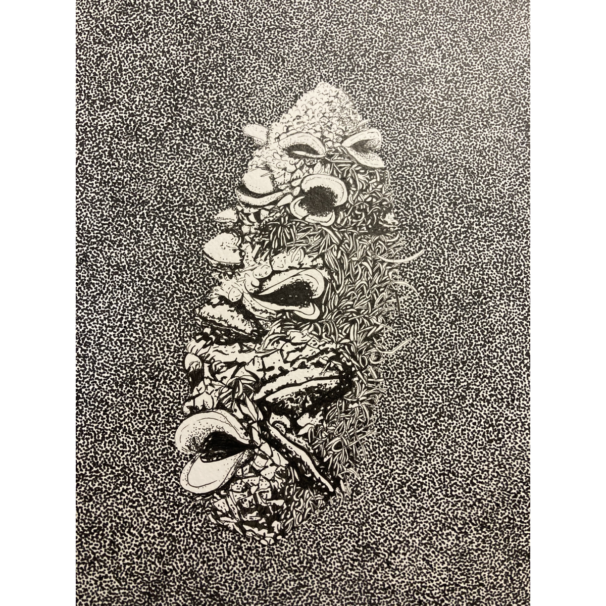 Banksia Marginata Cone