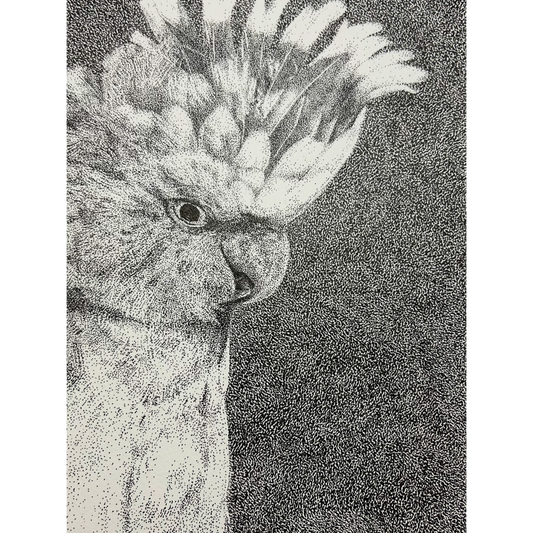 Echoes Of A Pink Cockatoo