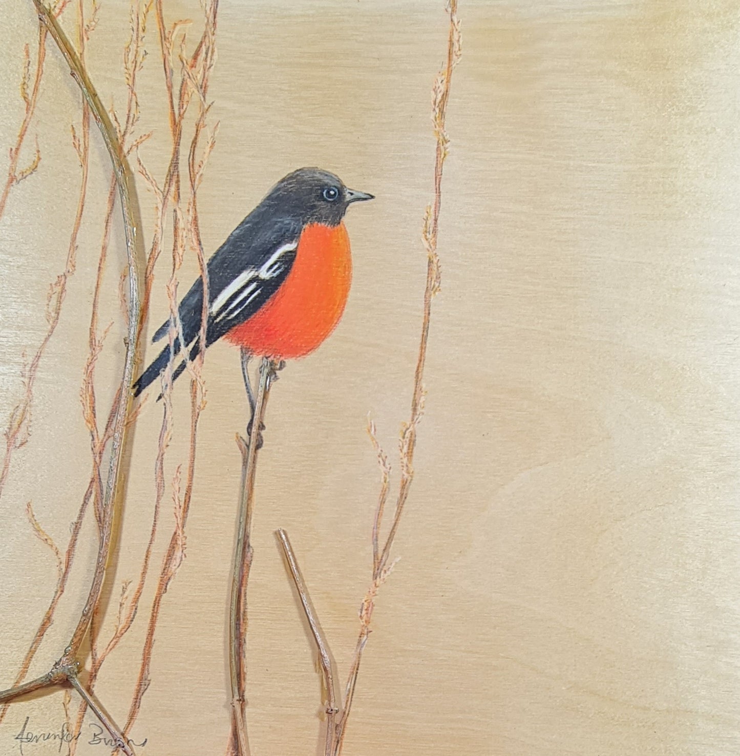 Flame Robin