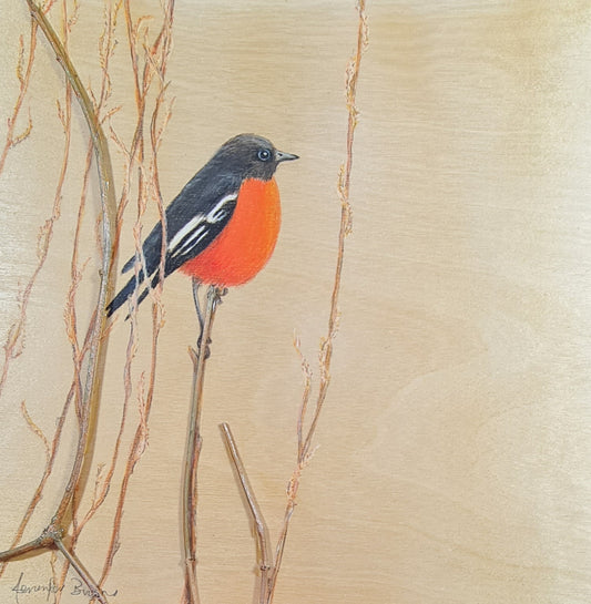 Flame Robin