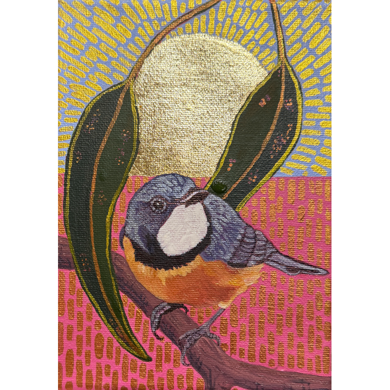 Ms Spinebill in a pink sunrise