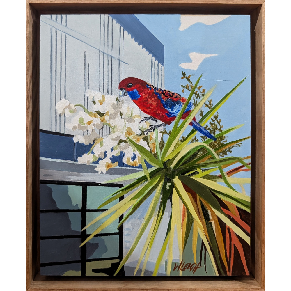 Rosella in the Yukka Tree