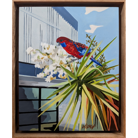 Rosella in the Yukka Tree