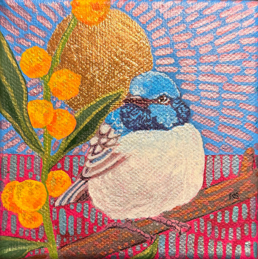 Mr Wren with golden wattle
