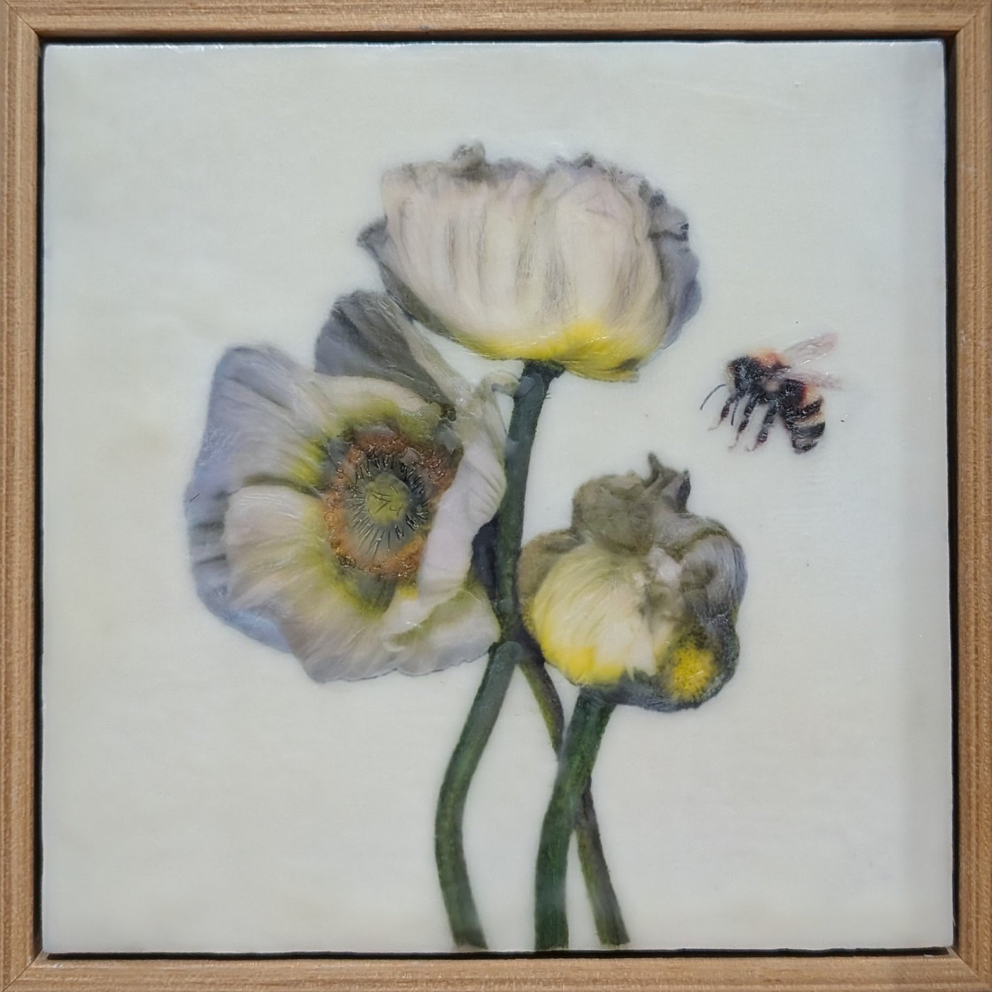 Three White Poppies