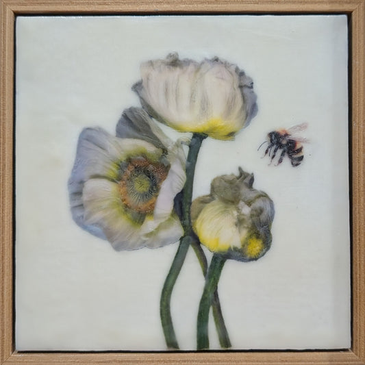 Three White Poppies