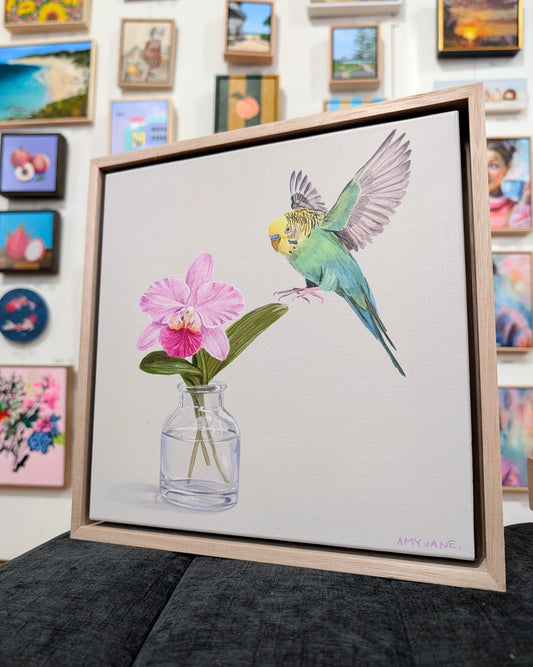 Orchid Budgie