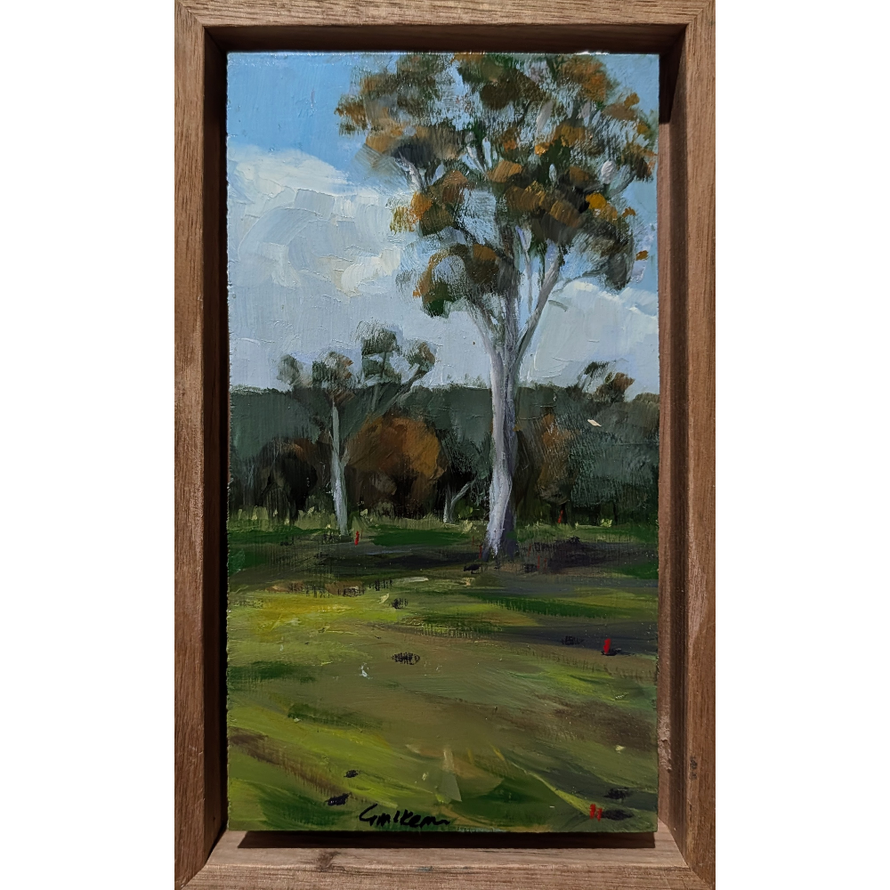 Gums, Marulan Rural NSW #1