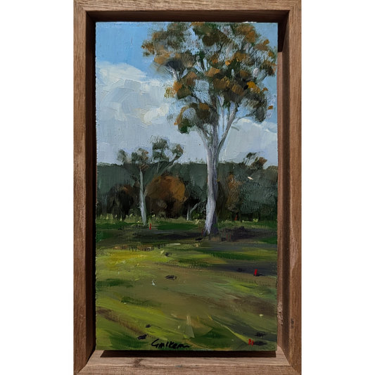 Gums, Marulan Rural NSW #1
