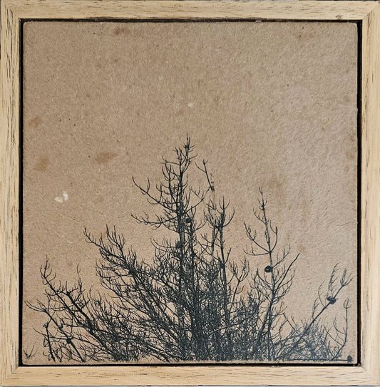 Seedtime and Harvest Shall not Cease 24