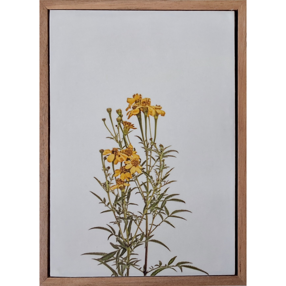 Flowers of Spring 1