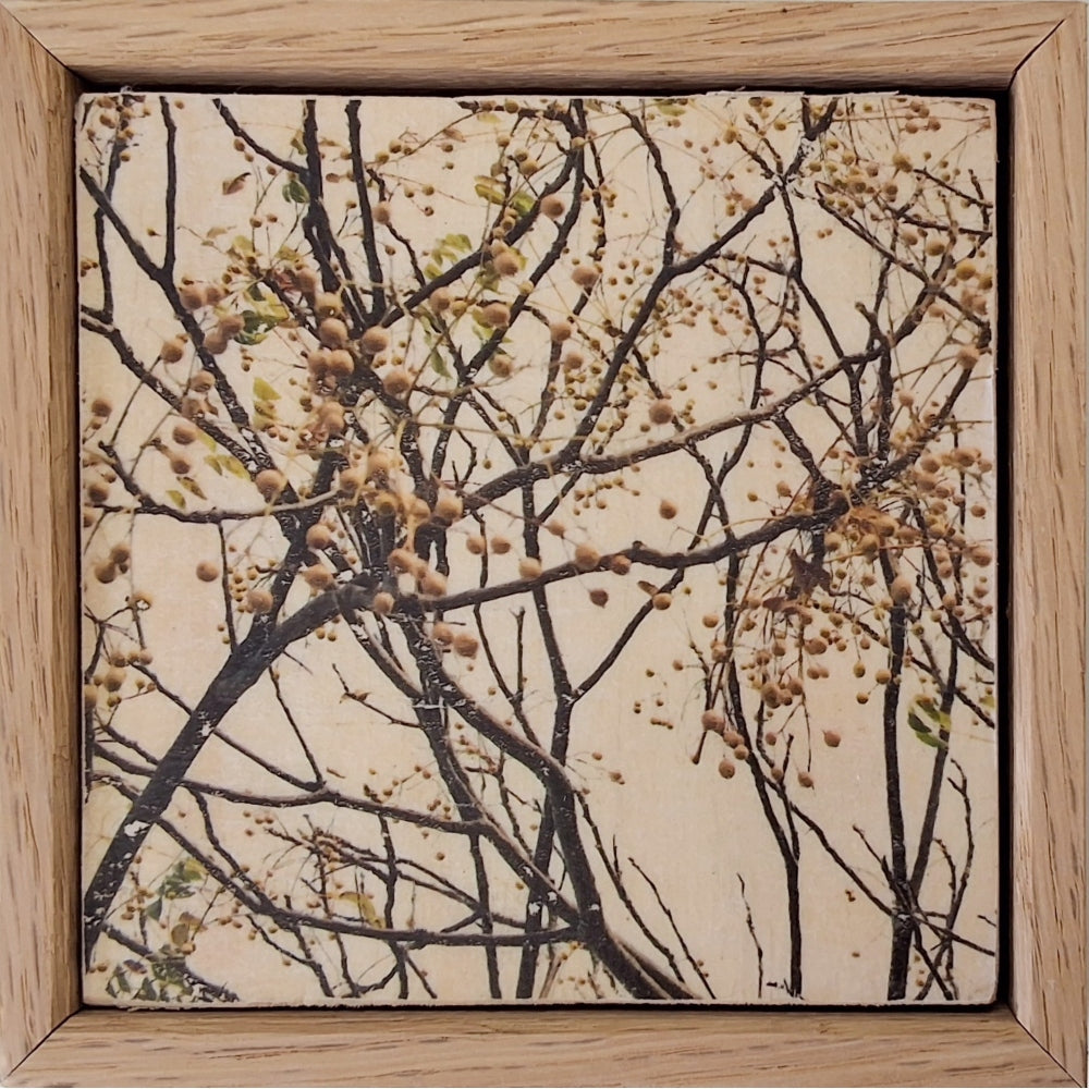 Seeing Through the Trees 18