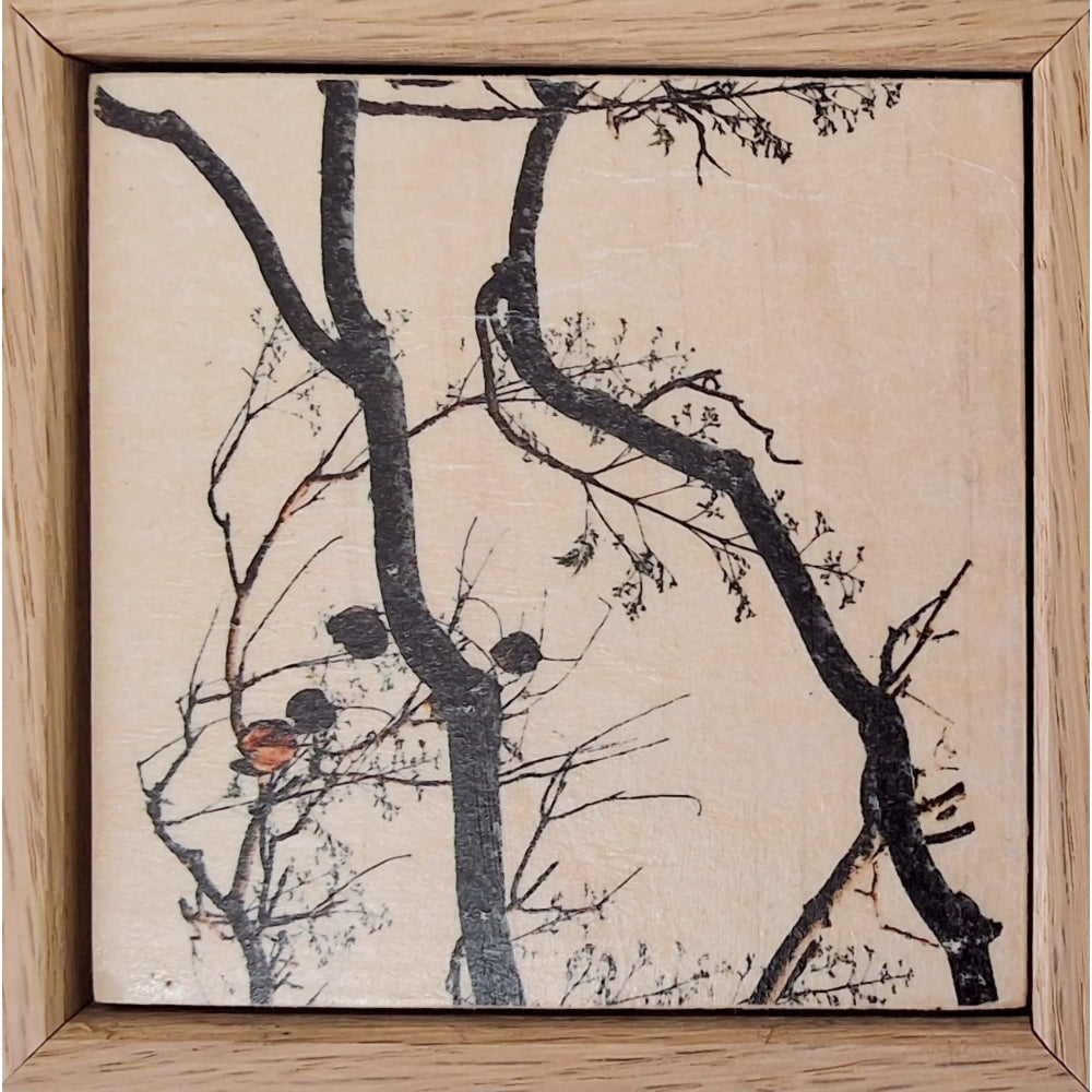 Seeing Through the Trees 19