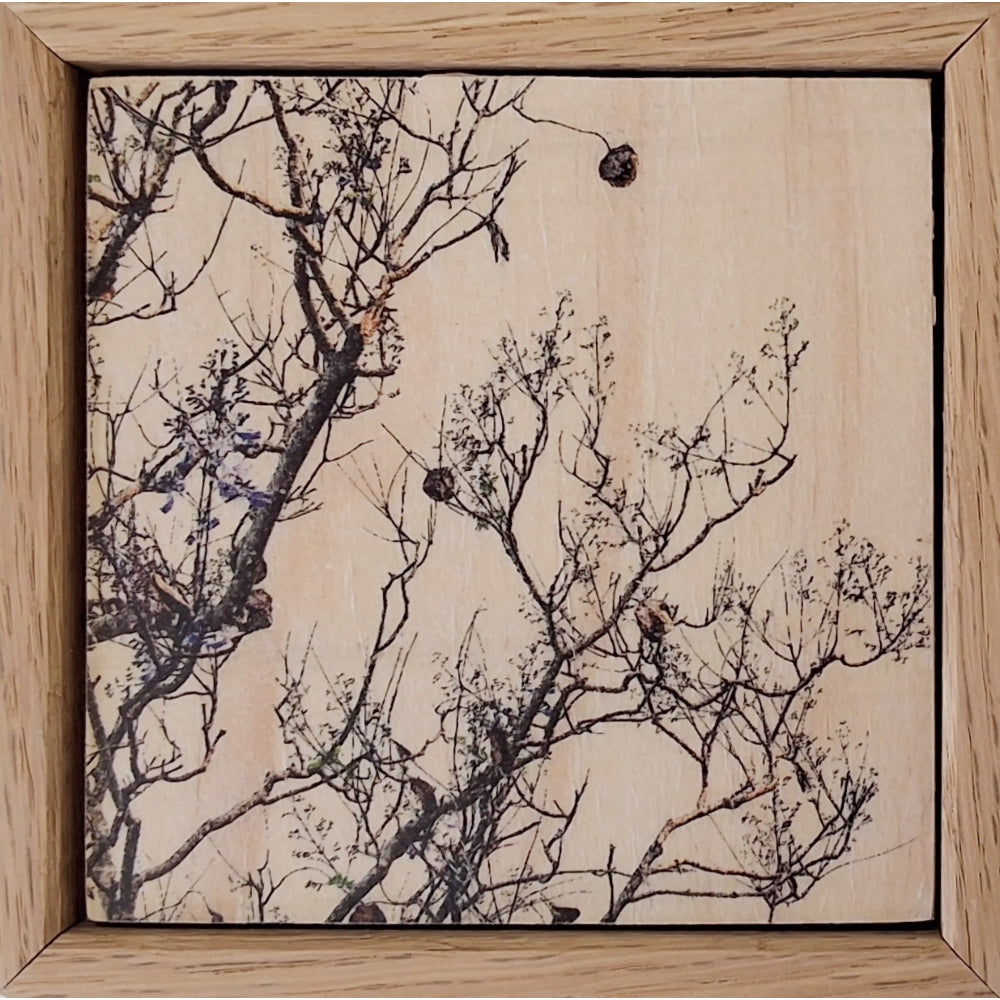 Seeing Through the Trees 23