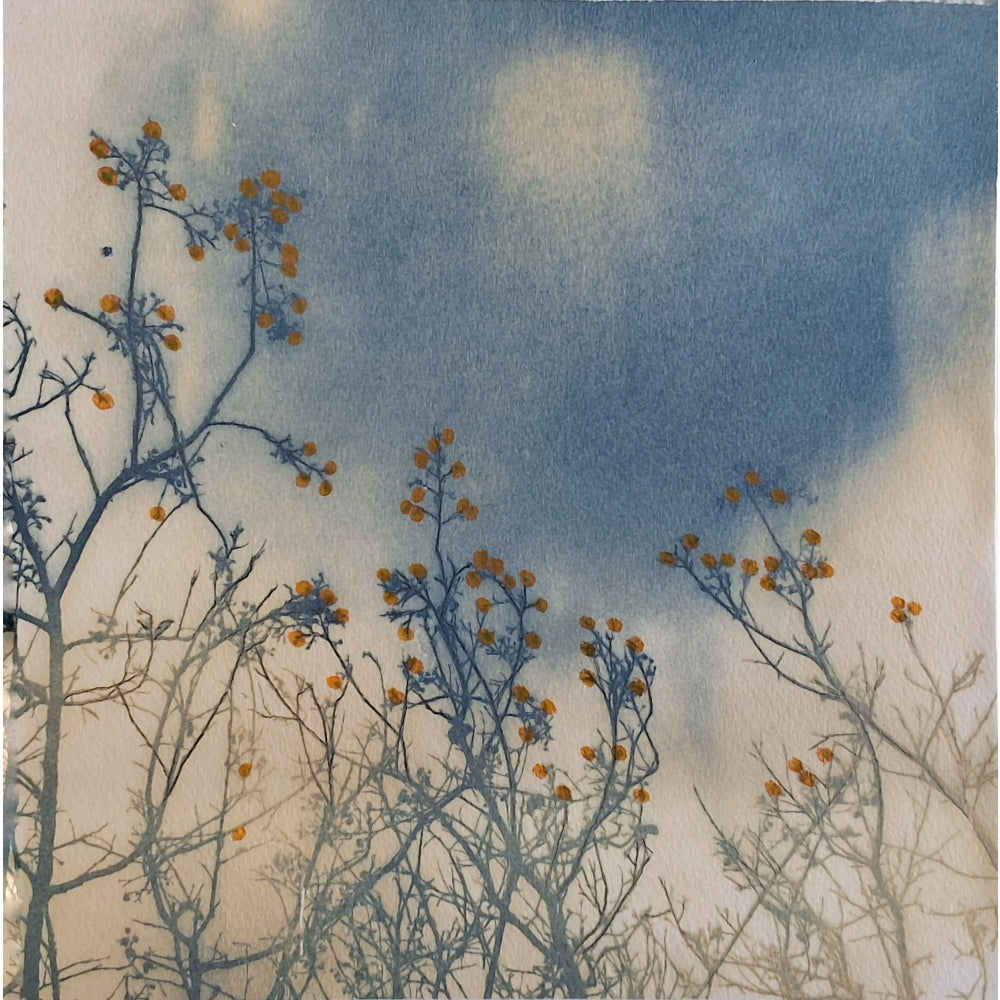 Bleached Berries