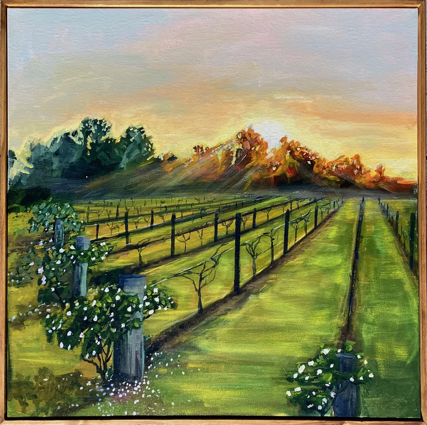 Sunrise on The Hunter Valley