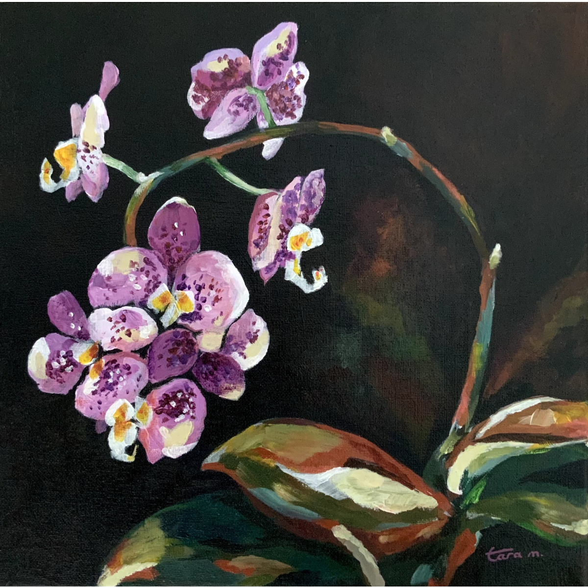Moody Orchid