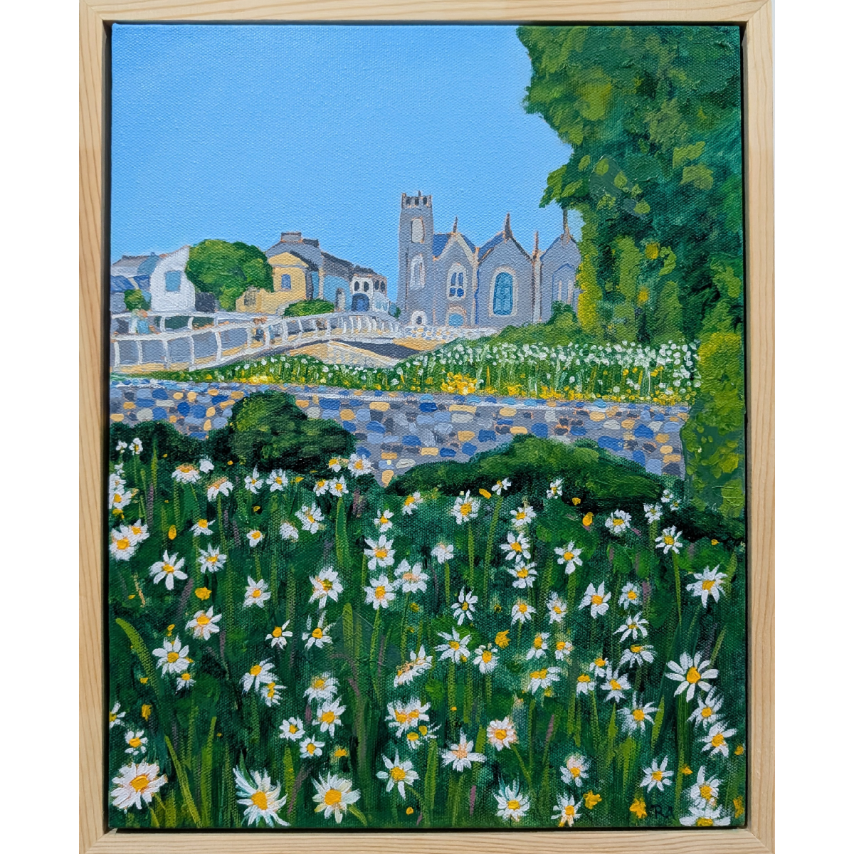 Daisies in Galway, Ireland