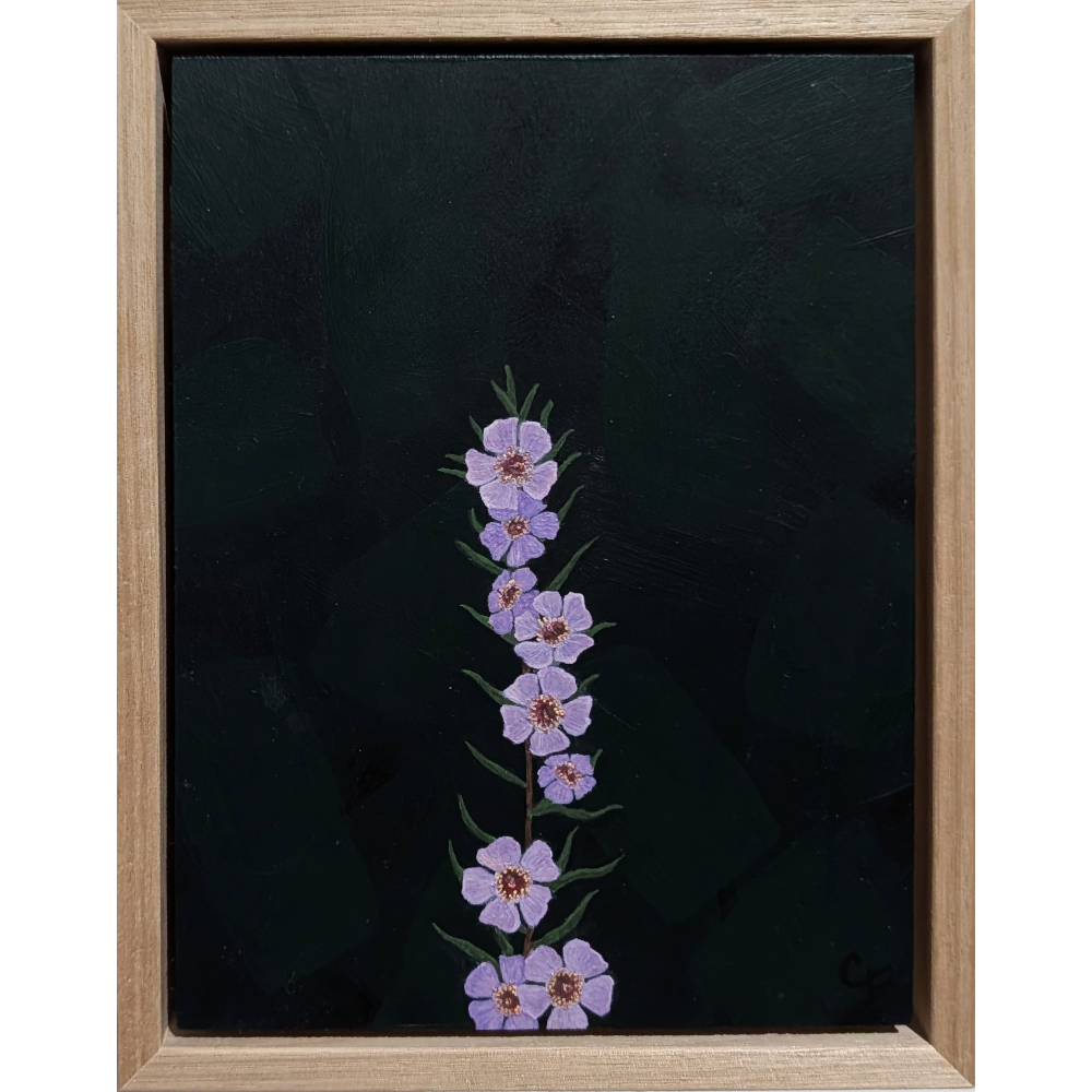 Chamelaucium uncinatum (Wax Flower)