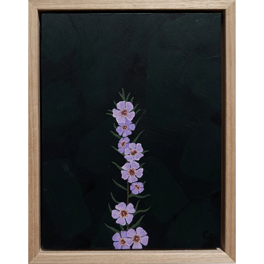 Chamelaucium uncinatum (Wax Flower)
