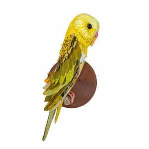 Yellow Budgie